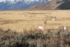 Mating Season—Antelope in Grand Tetons National Park