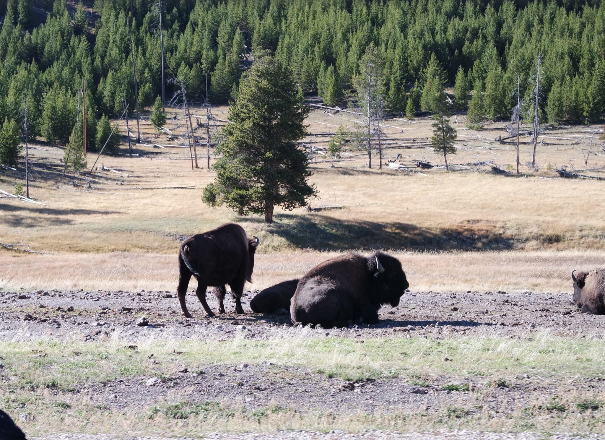 Revisiting Grand Teton National Park and Yellowstone National Park
